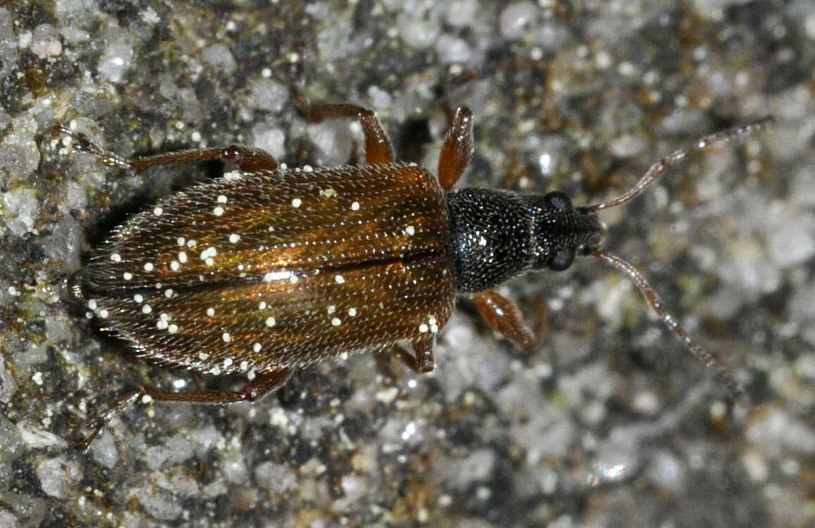 Image of Brown Leaf Weevil