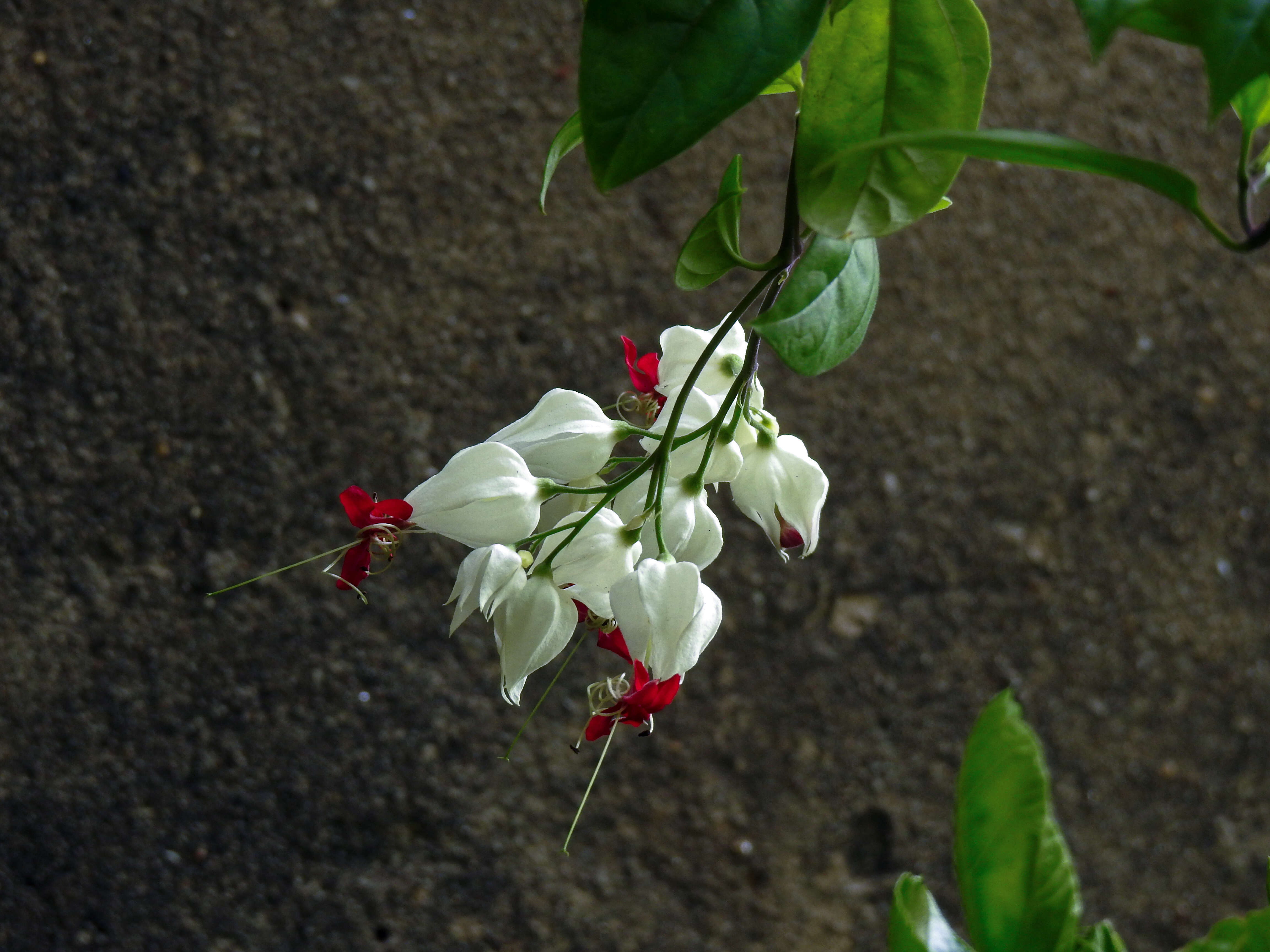 Слика од Clerodendrum thomsoniae Balf. fil.