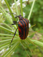 Image of <i>Graphosoma italicum</i>