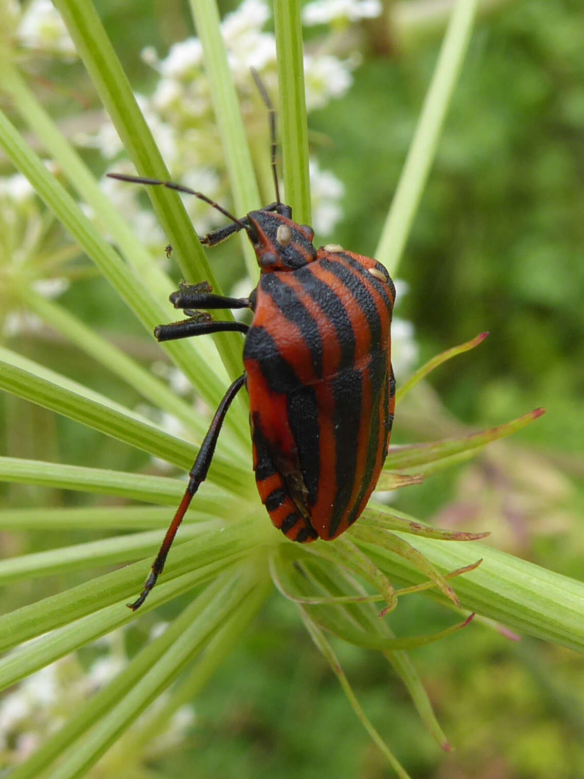 Image of <i>Graphosoma italicum</i>