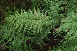 Image of Asplenium daucifolium Lam.