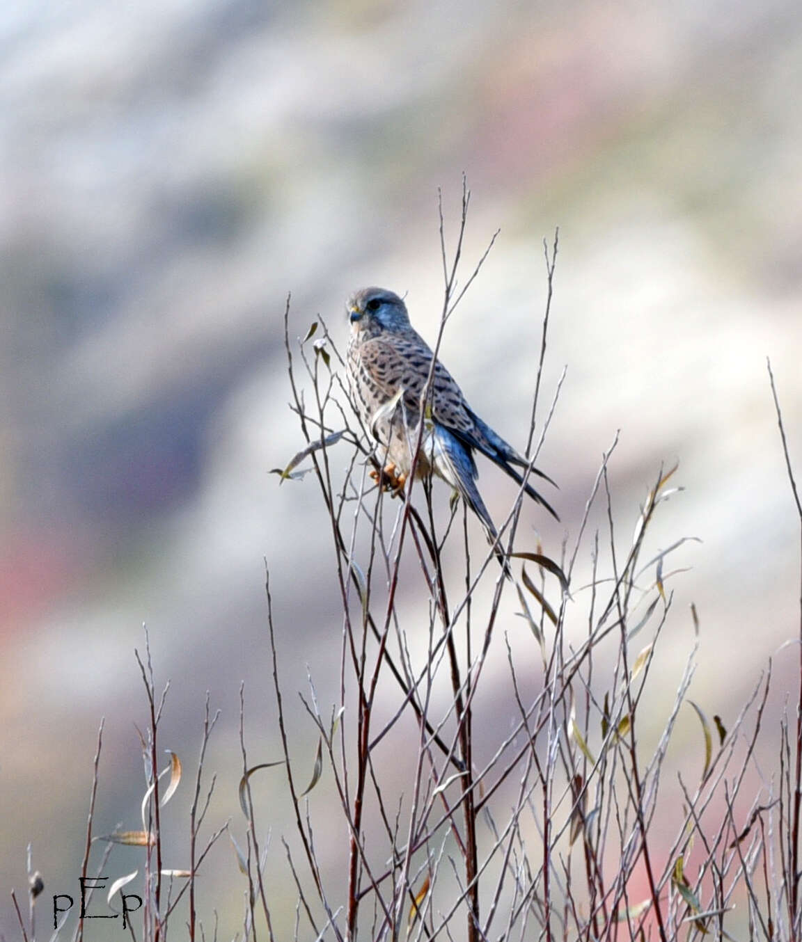 Image of kestrel, common kestrel