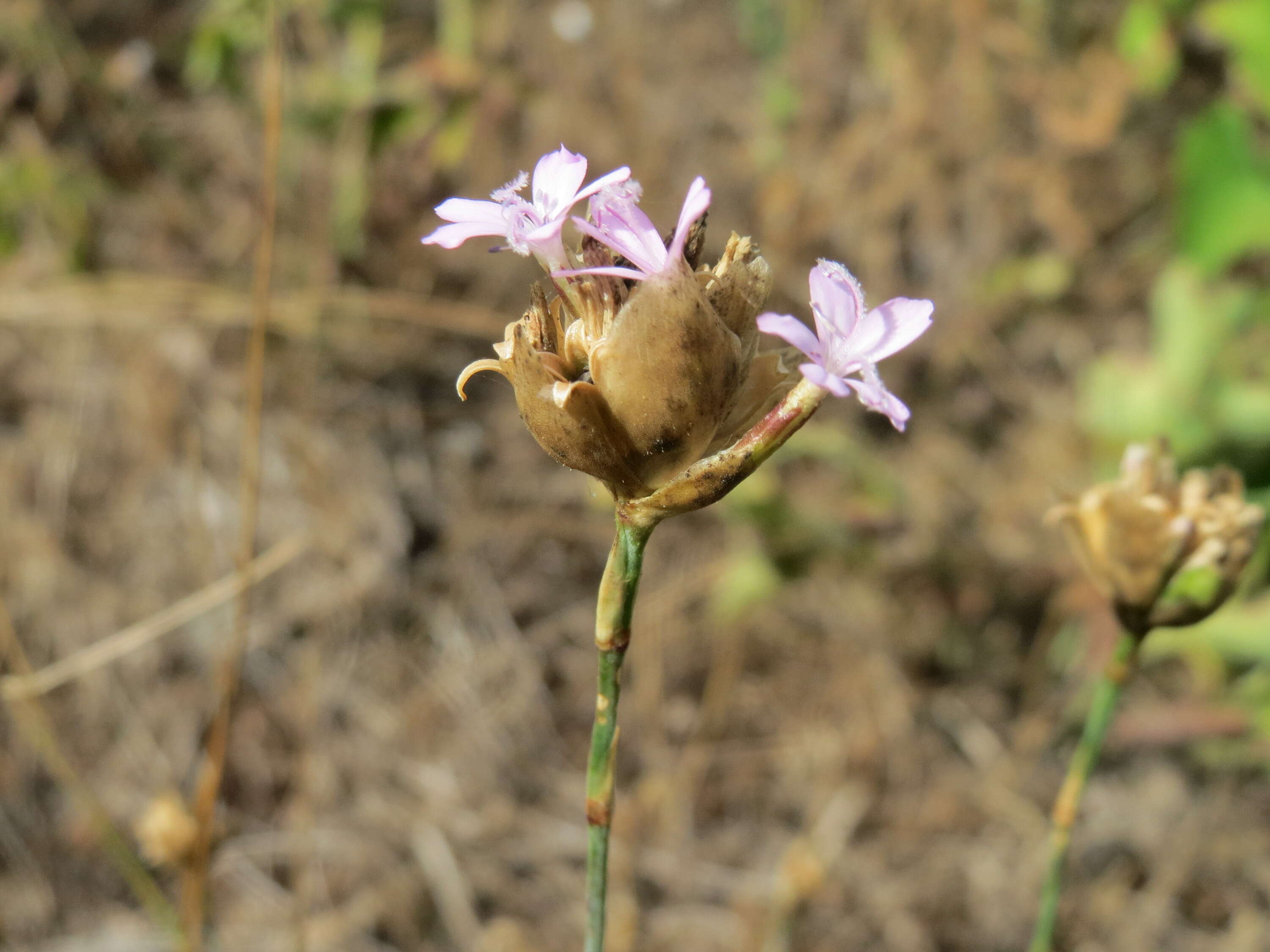 Image of Proliferous Pink