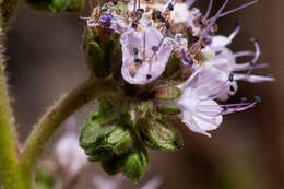 Image of scorpionweed