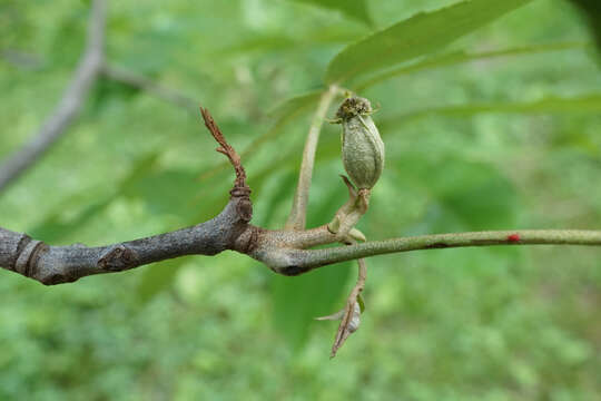 Image of nutmeg hickory