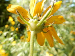 Sivun Helianthella uniflora (Nutt.) Torr. & A. Gray kuva