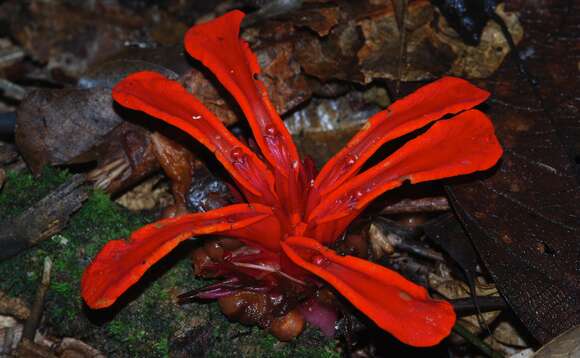 Image de Etlingera megalocheilos (Griff.) A. D. Poulsen