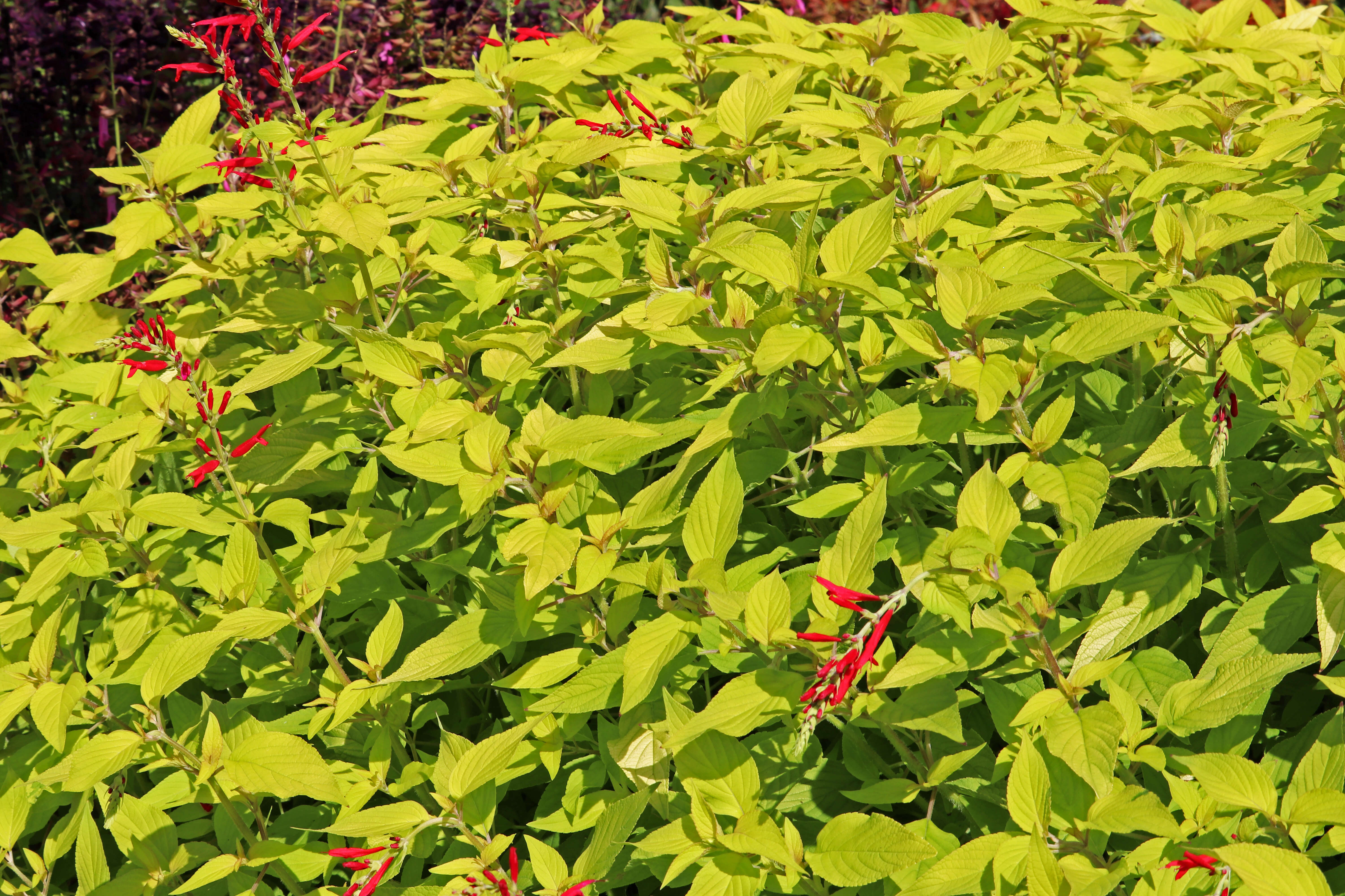 Image of pineapple sage