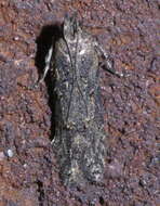 Image of Hypatima zesticopa Meyrick 1929