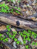 Image of Black Witches' Butter