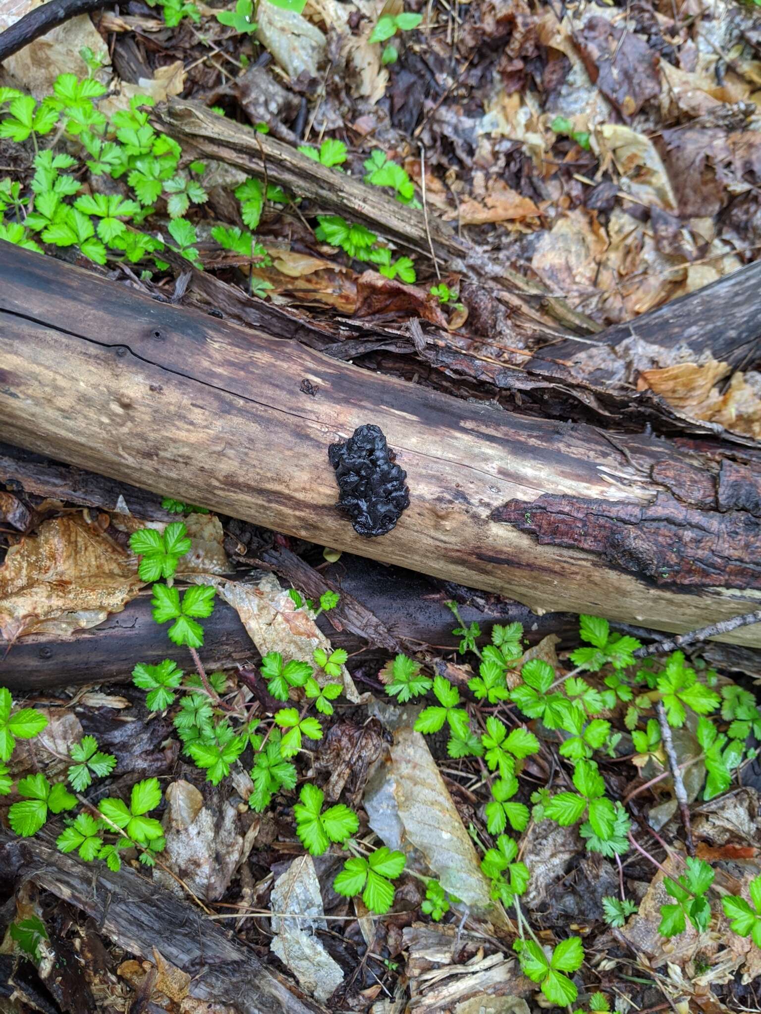 Image of Black Witches' Butter