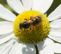 Plancia ëd Lasioglossum calceatum (Scopoli 1763)