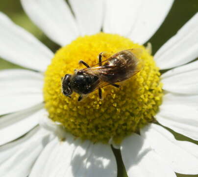 Image of Lasioglossum calceatum (Scopoli 1763)