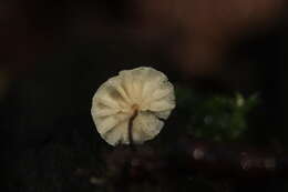 Image of Marasmius rotula (Scop.) Fr. 1838