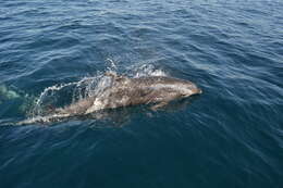 Imagem de Tursiops Gervais 1855