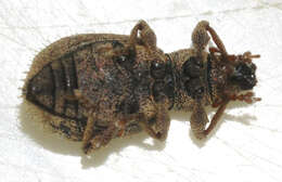 صورة Sciaphilus