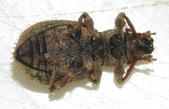 Image of Sciaphilus