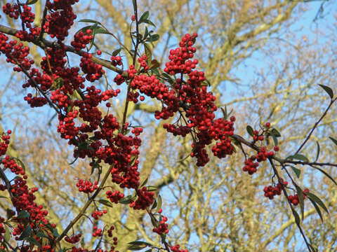 Image de Buisson ardent