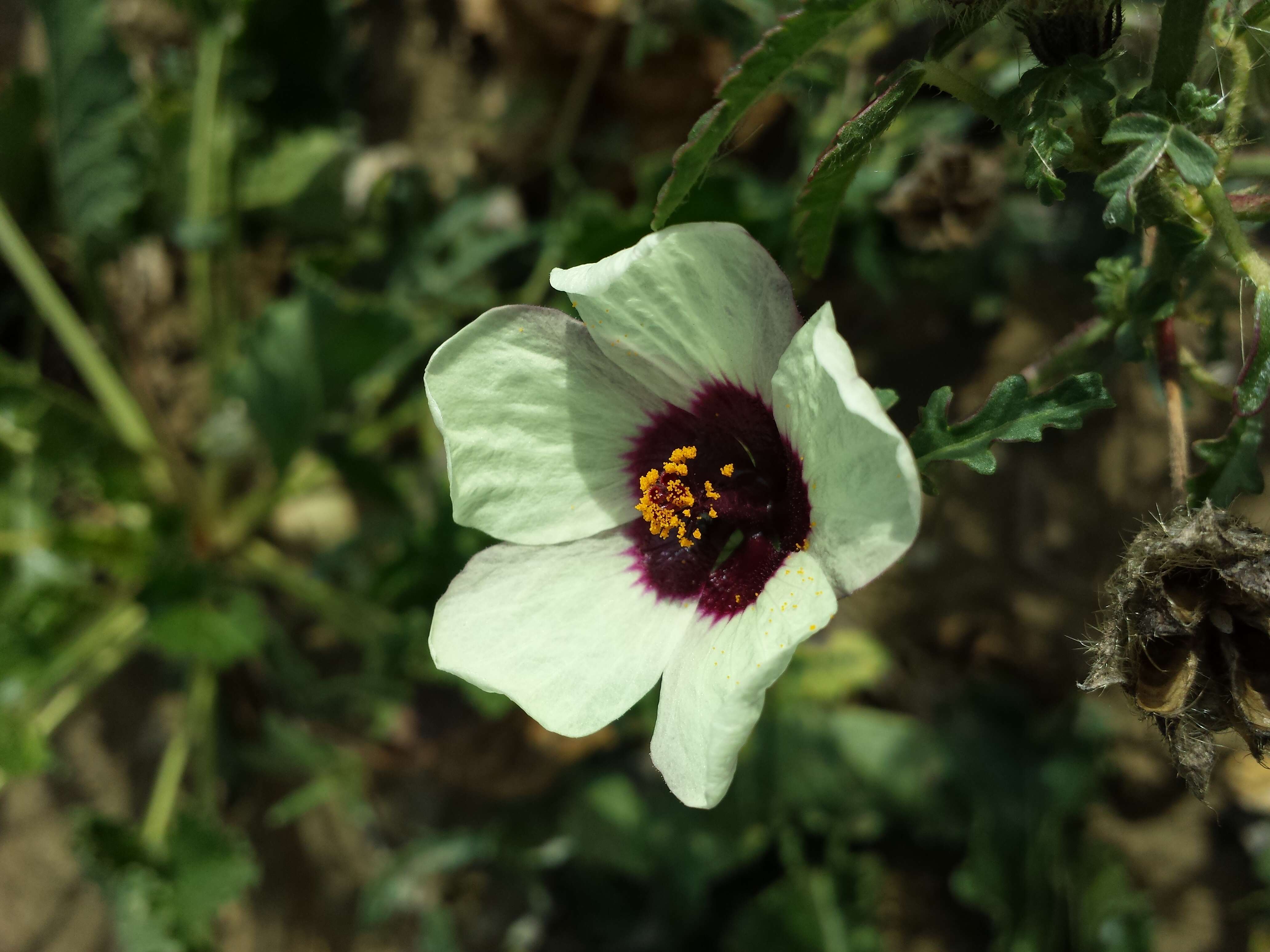 Image of flower of an hour