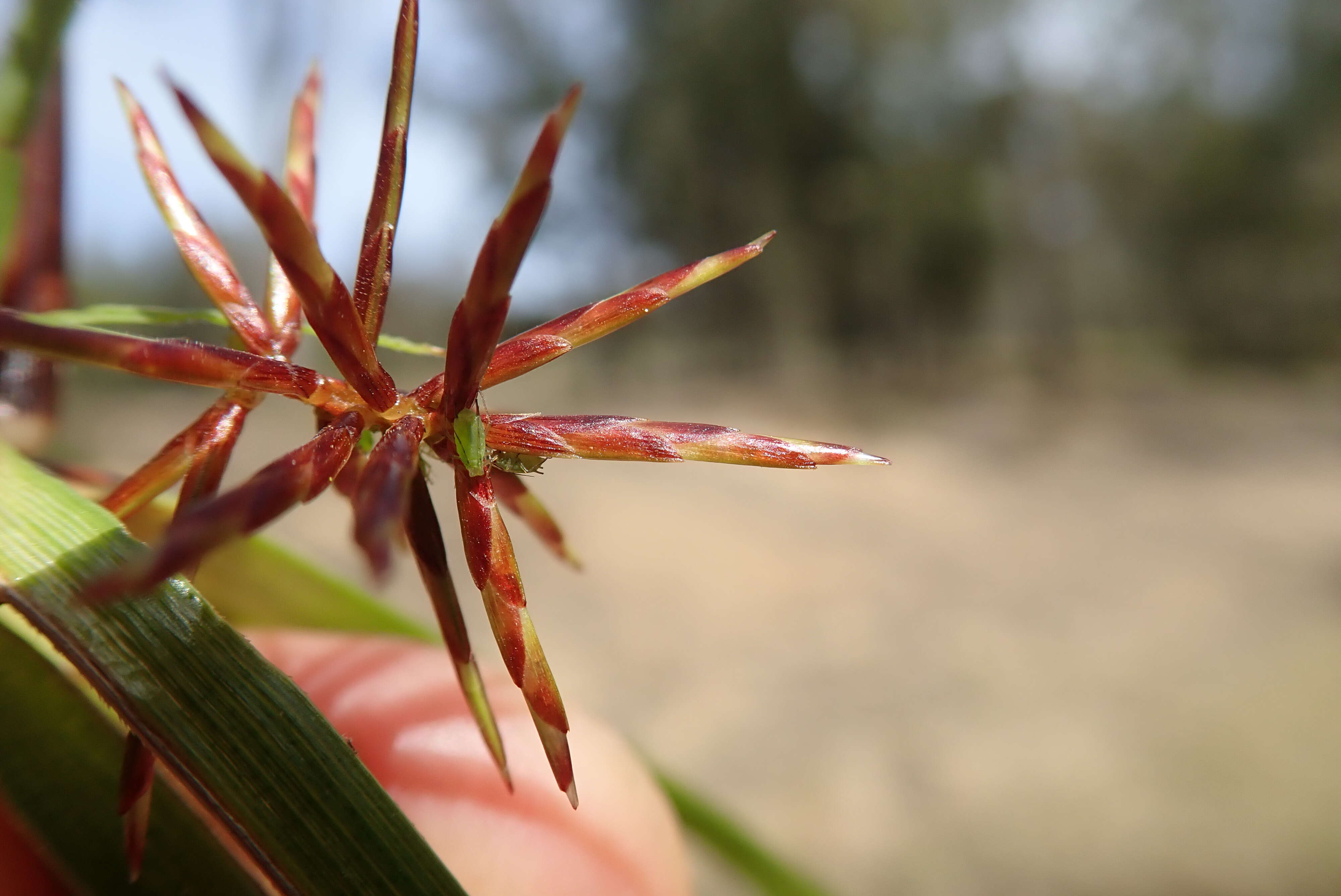 Image of nutgrass