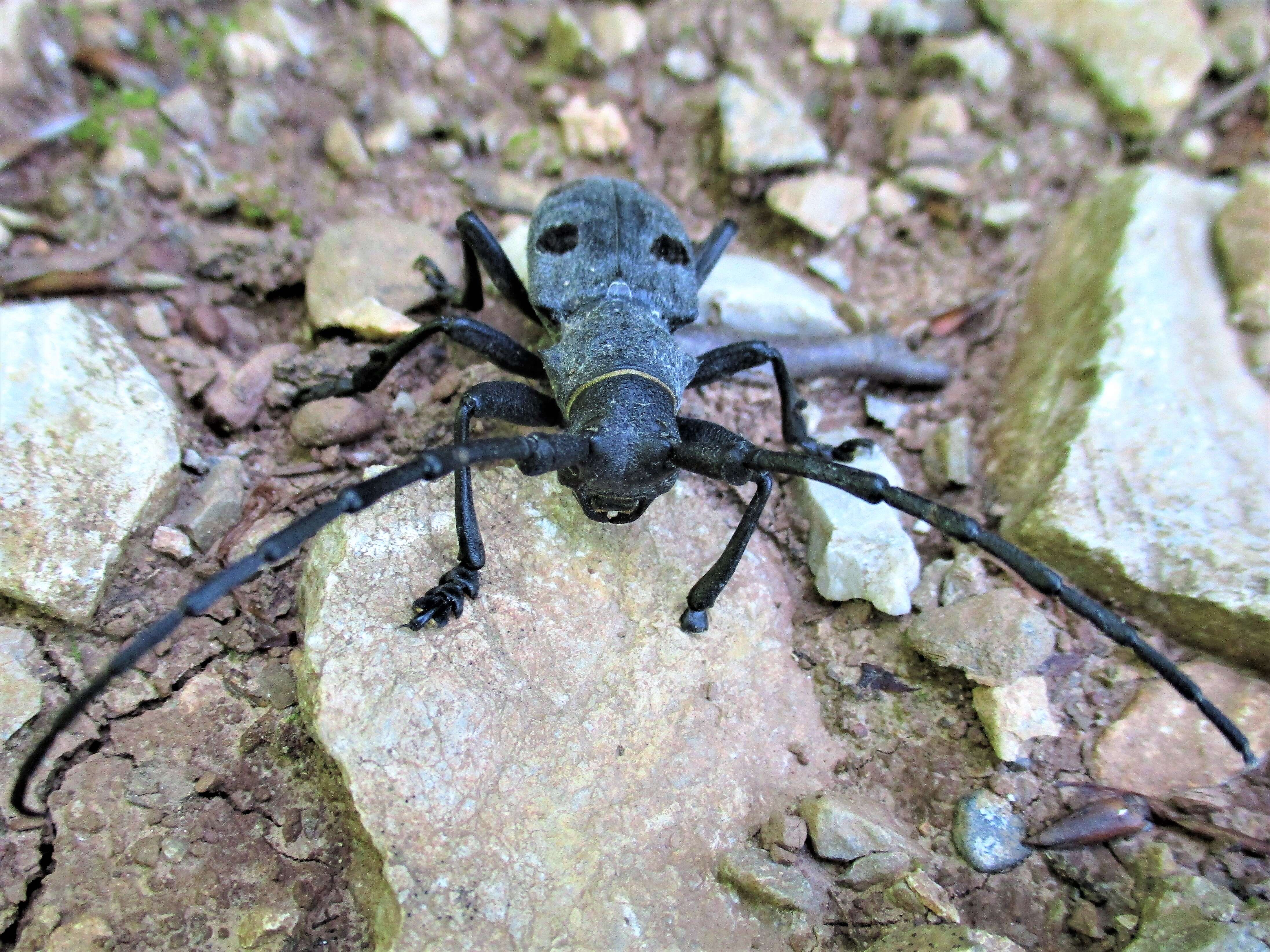 Image of Long-horned beetle