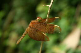 Image of Black Stream Glider