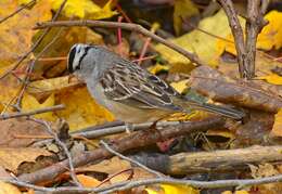 Image of White-crowned Sparrow