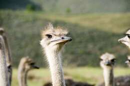 Image of ostriches