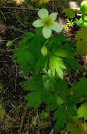 Image of candle anemone