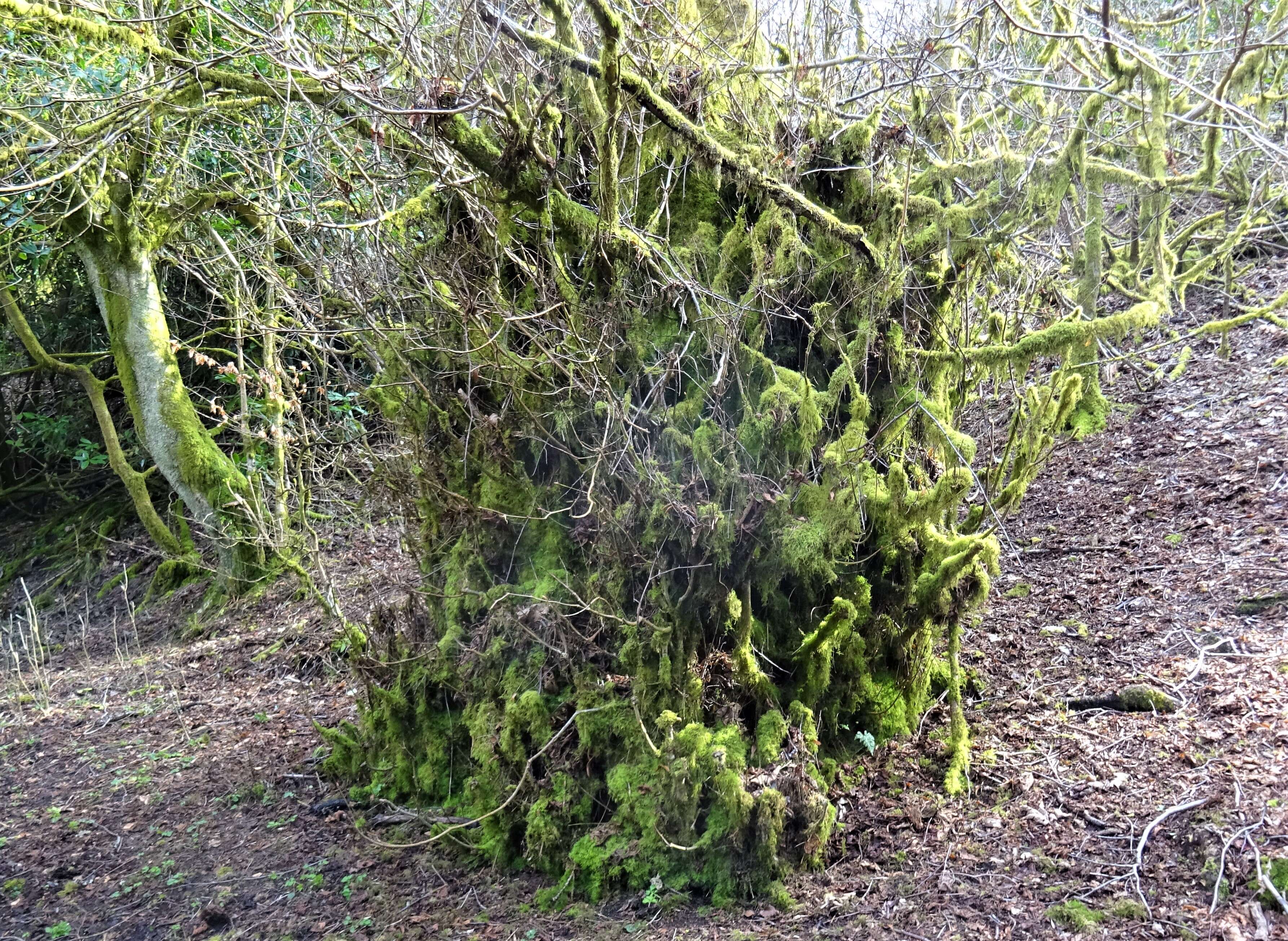 Image of Basswood