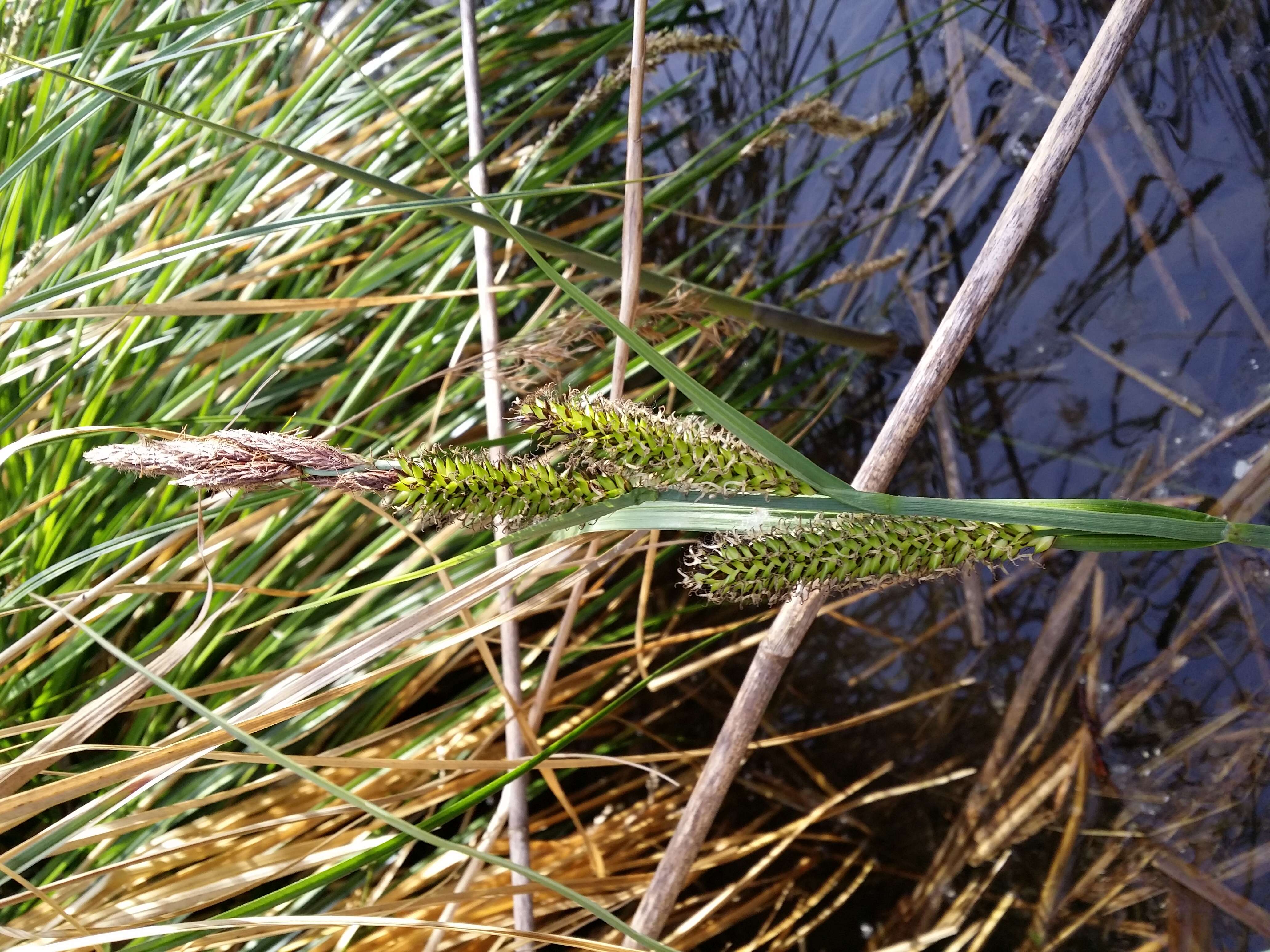 Image of Greater Pond-Sedge