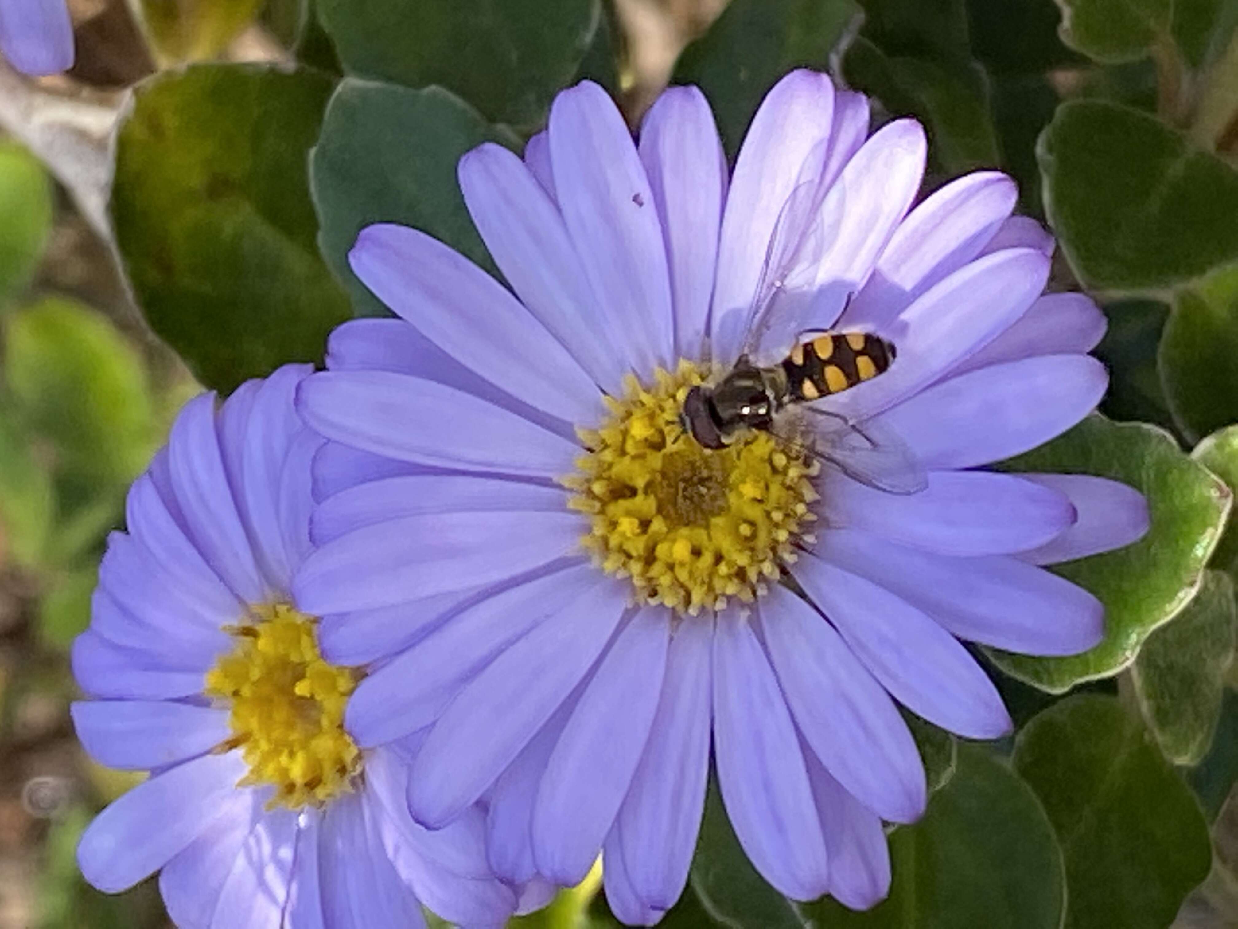 Olearia tomentosa (Wendl.) DC. resmi