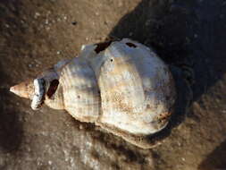 Image of Common whelk