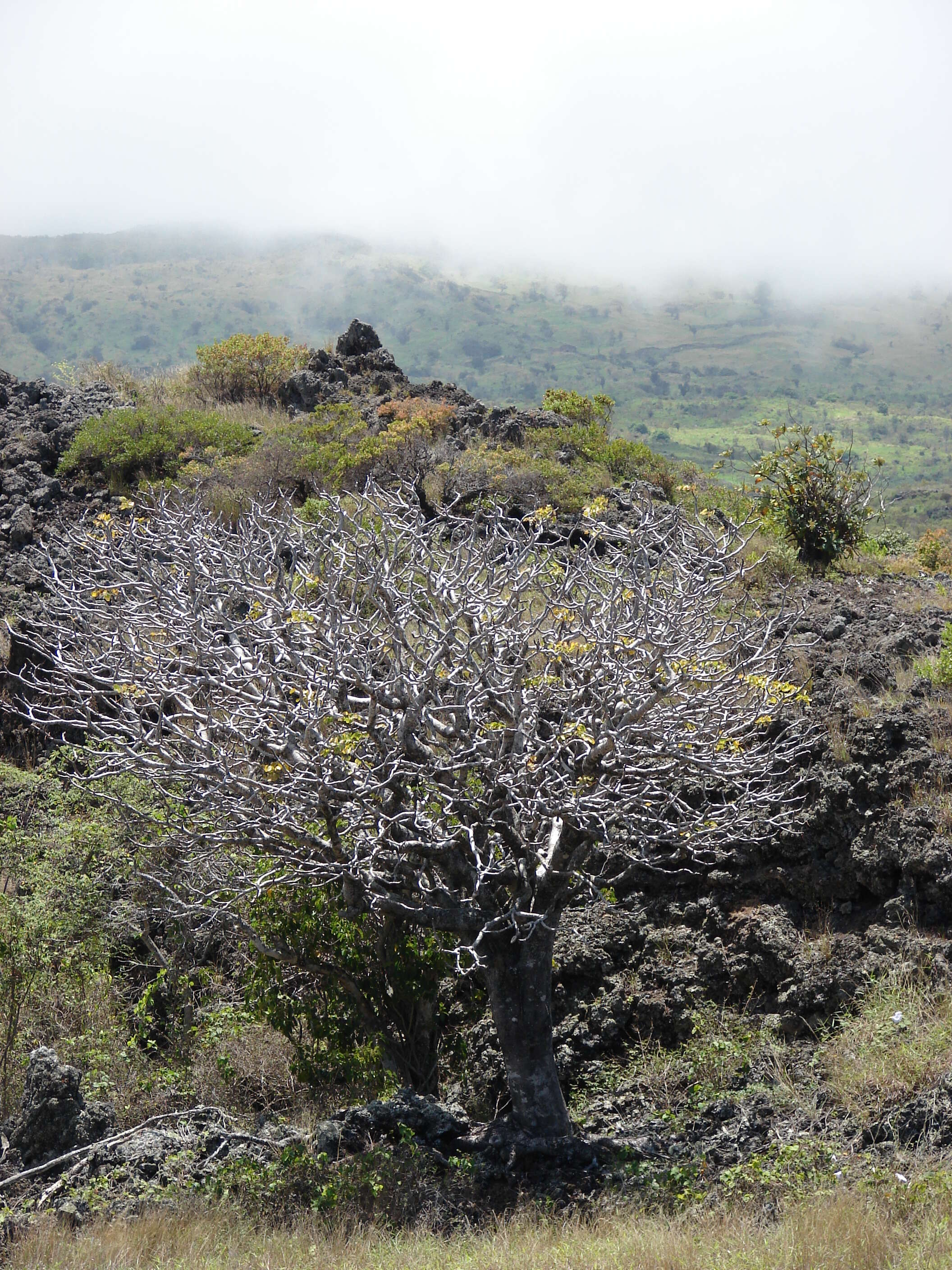 Image of 'ohe makai