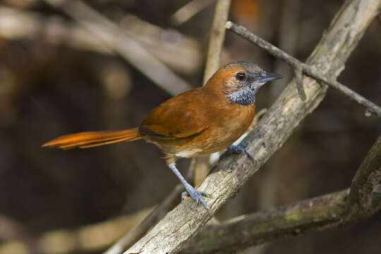 Image of Hoary-throated Spinetail