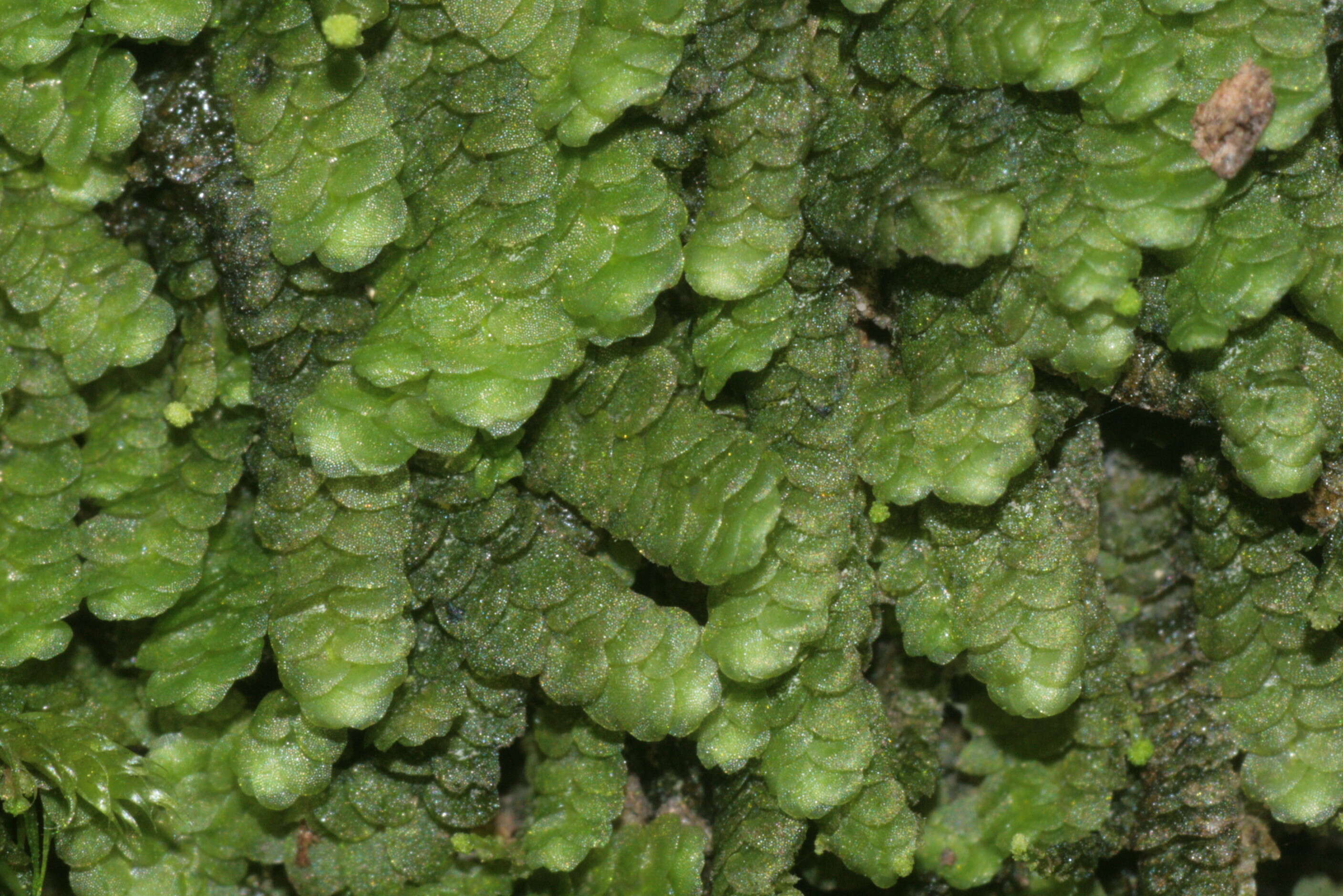 Image of Geocalycaceae