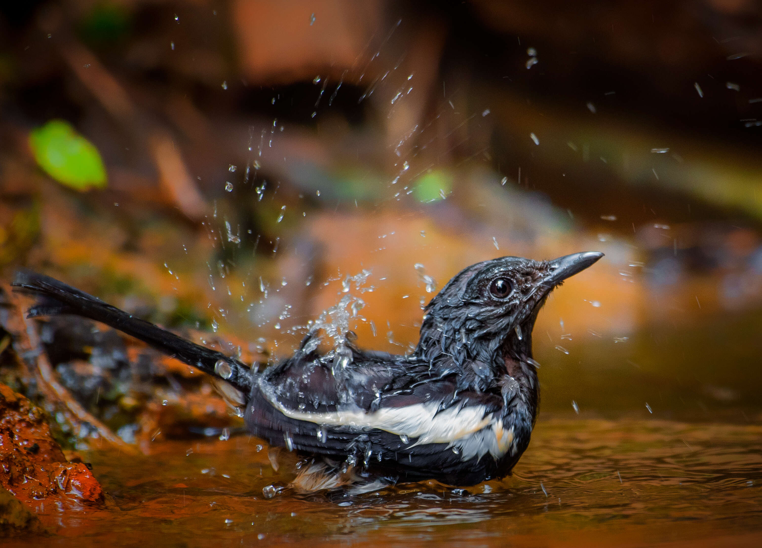 Image of Philippine Magpie-Robin