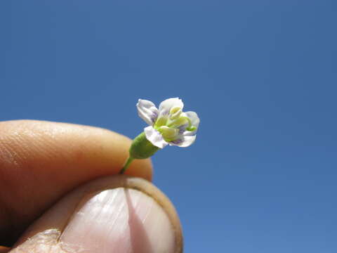 Image of African boxthorn