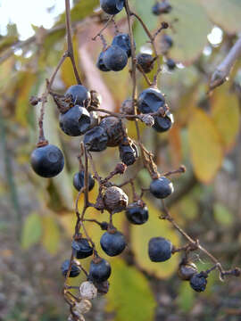 Image of fox grape