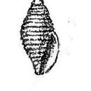 Image of Mitromorpha volva G. B. Sowerby Iii 1892