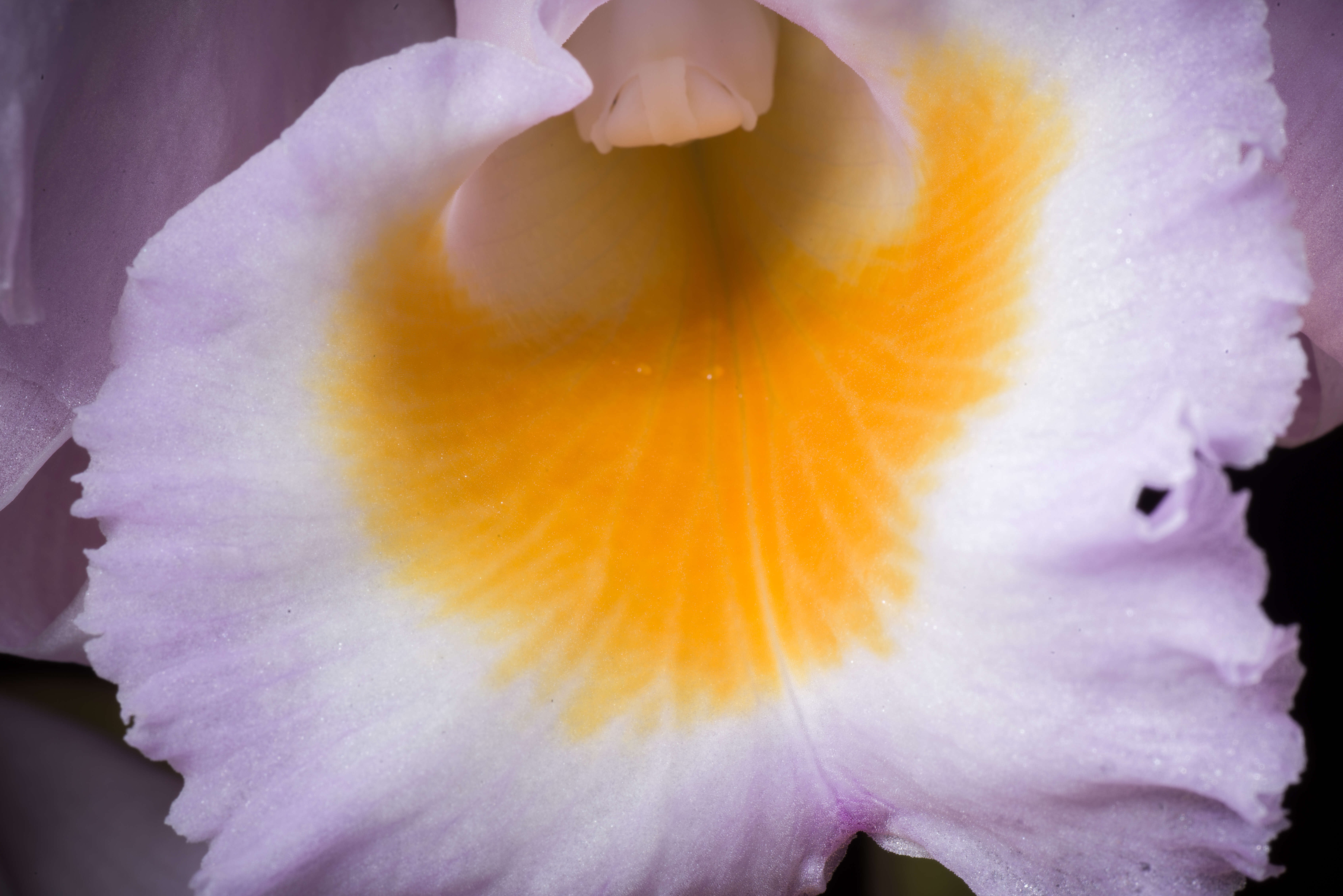 Image of Cattleya schroederae (Rchb. fil.) Sander