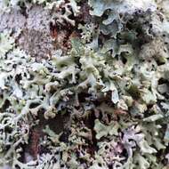 Image of Powder-headed tube lichen