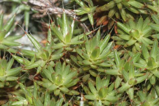 Image of Polytrichum moss