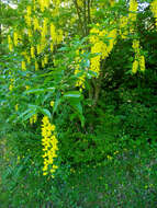 Image of Alpine Laburnum