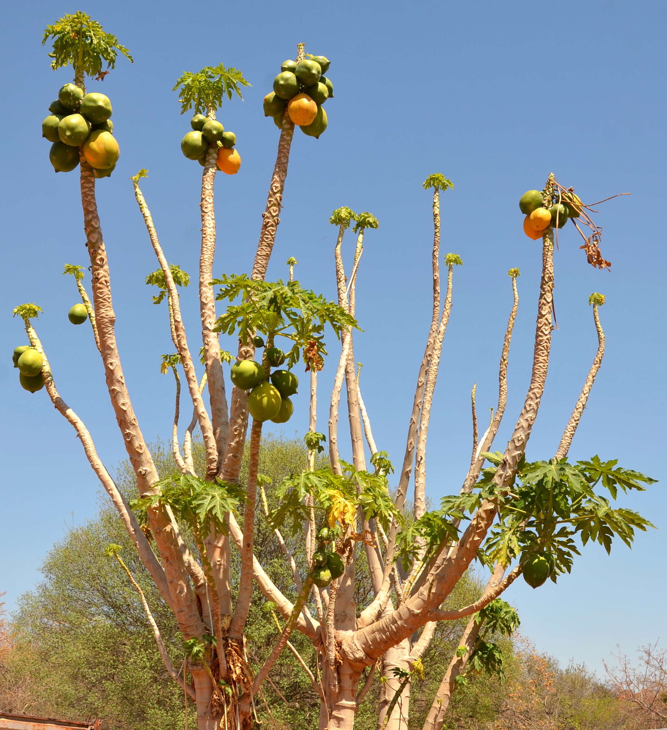 Image of papaya