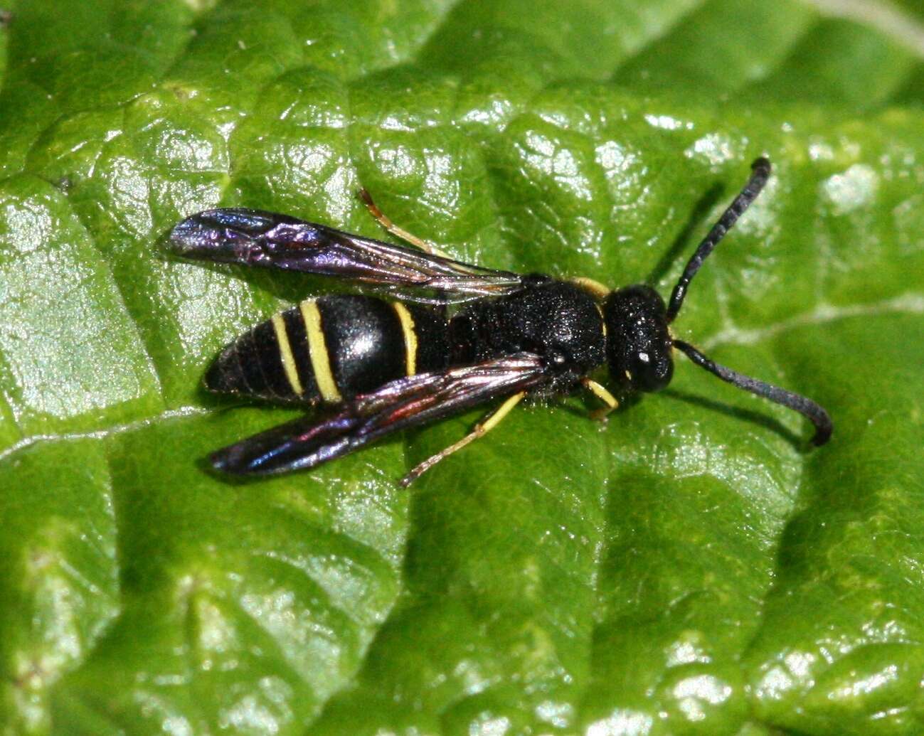 Image of Ancistrocerus trifasciatus (Müller 1776)