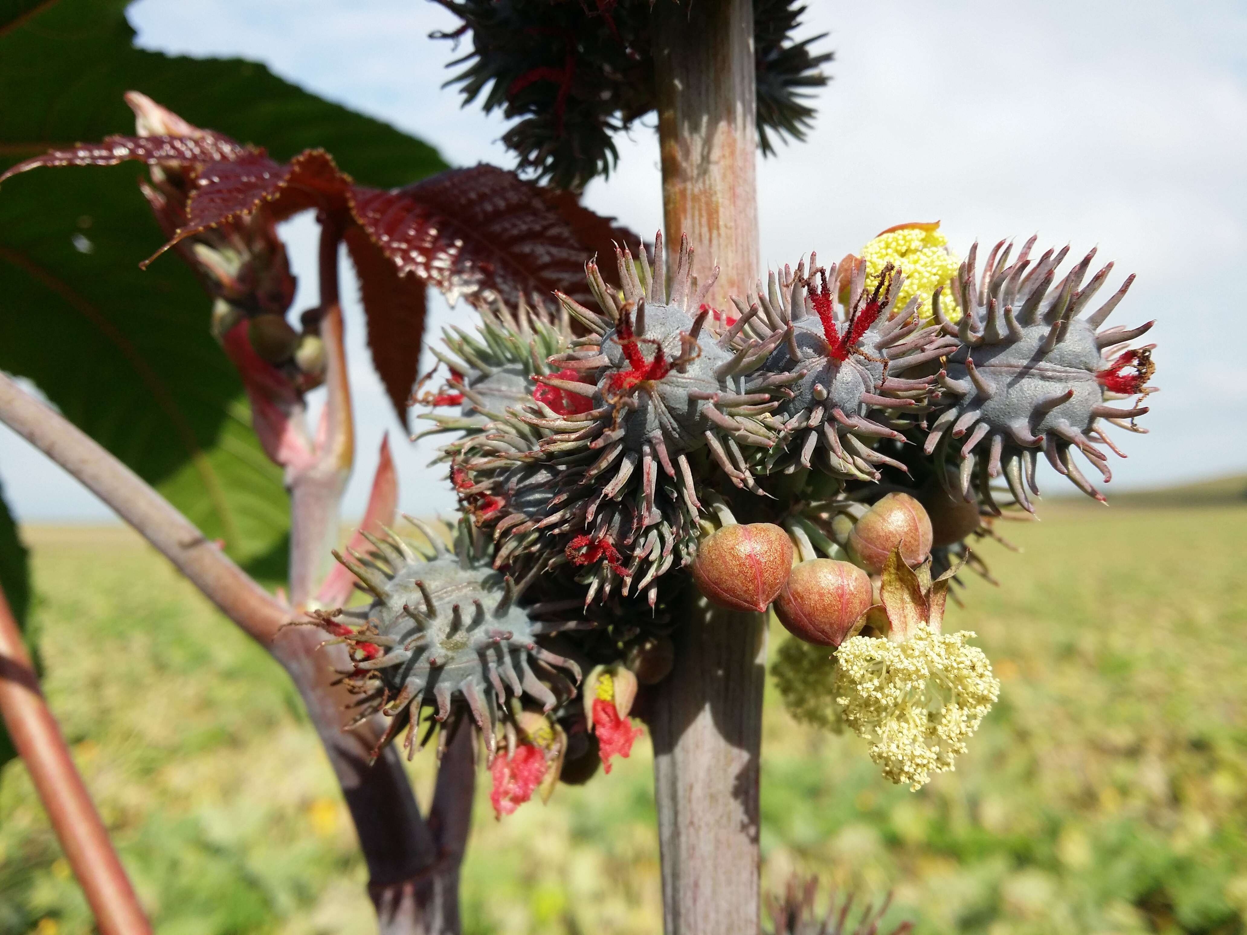 Sivun Ricinus kuva