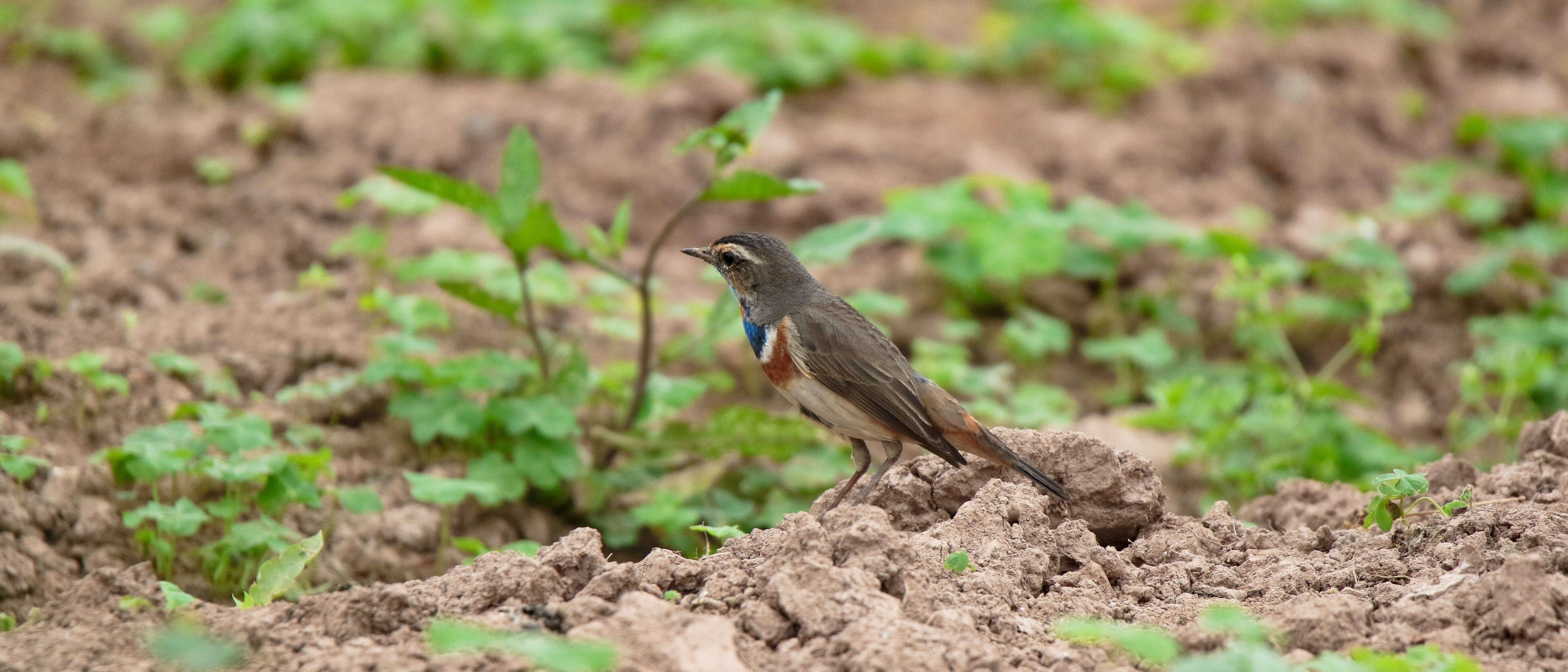 Image of Bluethroat