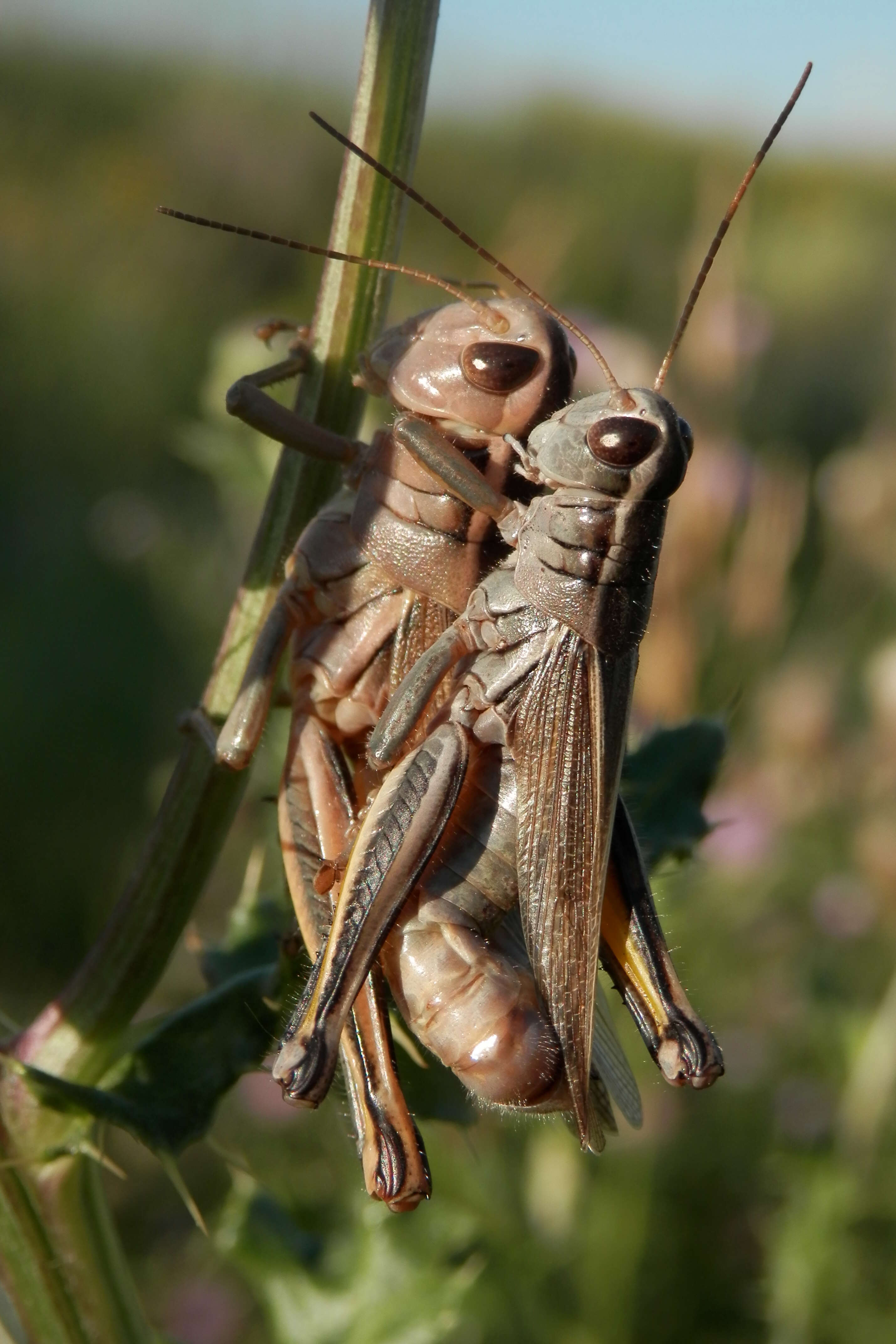 Melanoplus bivittatus (Say 1825)的圖片