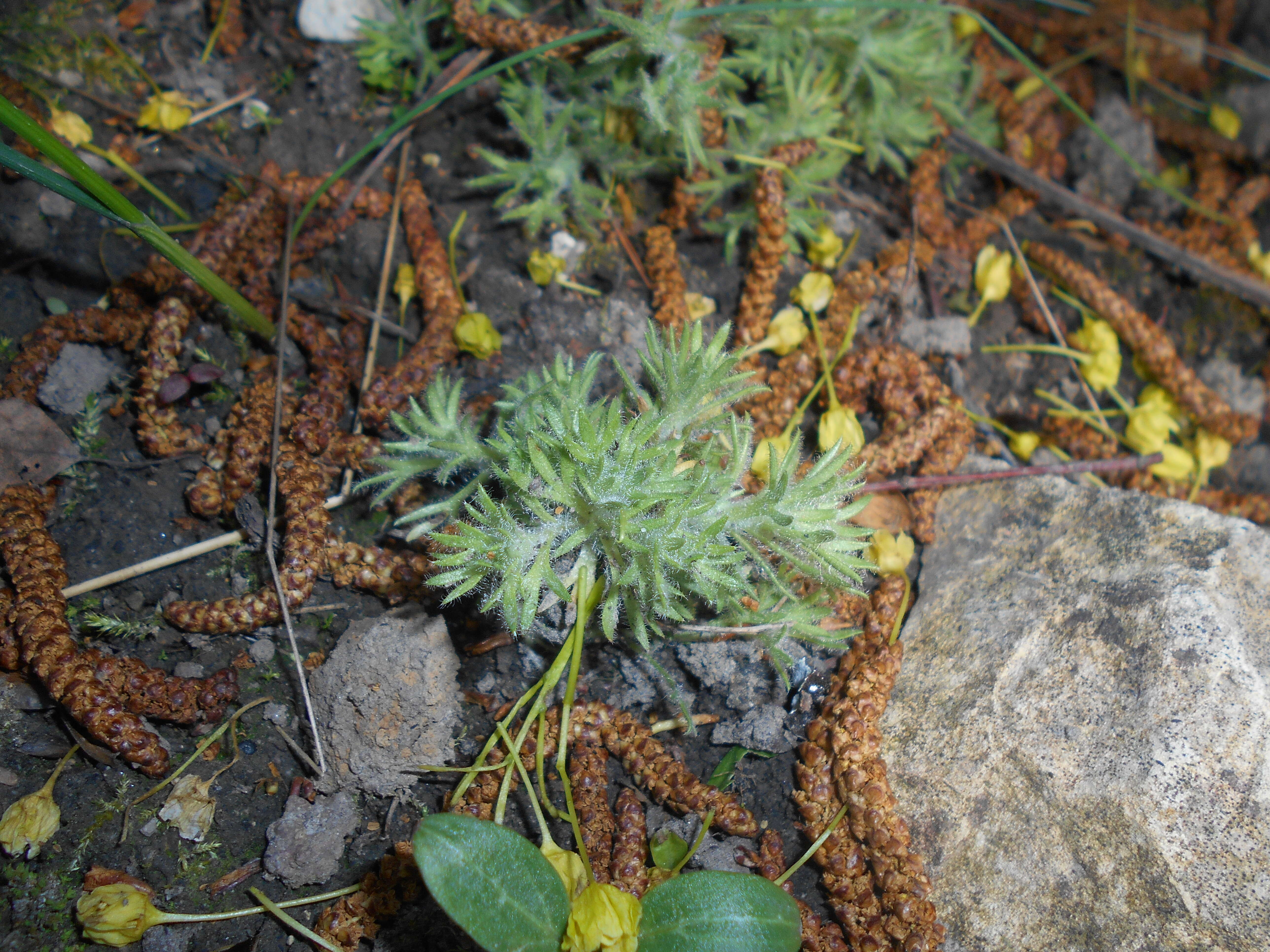 Imagem de Saxifraga rosacea Moench